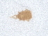  ( - PCPEAT-2014)  @11 [ ] CreativeCommons - Attribution Share Alike (2025) CBG Photography Group Centre for Biodiversity Genomics