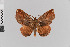  ( - Pe-Geo-3743)  @11 [ ] copyright (2020) Gunnar Brehm Phyletisches Museum Jena