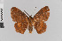  ( - Pe-Geo-3751)  @11 [ ] copyright (2020) Gunnar Brehm Phyletisches Museum Jena
