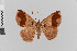  (Perissopteryx deprivata - Pe-Geo-3753)  @11 [ ] copyright (2020) Gunnar Brehm Phyletisches Museum Jena