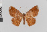  ( - Pe-Geo-3755)  @11 [ ] copyright (2020) Gunnar Brehm Phyletisches Museum Jena