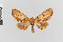  ( - Pe-Geo-3794)  @11 [ ] copyright (2020) Gunnar Brehm Phyletisches Museum Jena