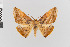  ( - Pe-Geo-3809)  @11 [ ] copyright (2020) Gunnar Brehm Phyletisches Museum Jena