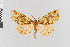 ( - Pe-Geo-3841)  @11 [ ] copyright (2020) Gunnar Brehm Phyletisches Museum Jena