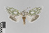  ( - KE-Lep-003)  @11 [ ] Copyright (2020) Gunnar Brehm Phyletisches Museum Jena
