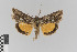  (Panchrysia dives - KE-Lep-101)  @11 [ ] Copyright (2020) Gunnar Brehm Phyletisches Museum Jena