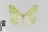  (Thetidia chlorophyllaria - KE-Lep-112)  @14 [ ] Copyright (2020) Gunnar Brehm Phyletisches Museum Jena