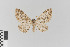  ( - KE-Lep-130)  @11 [ ] Copyright (2020) Gunnar Brehm Phyletisches Museum Jena