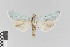  (Cucullia splendida - KE-Lep-148)  @11 [ ] Copyright (2020) Gunnar Brehm Phyletisches Museum Jena
