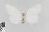  ( - KE-Lep-149)  @11 [ ] Copyright (2020) Gunnar Brehm Phyletisches Museum Jena