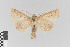  ( - KE-Lep-153)  @11 [ ] Copyright (2020) Gunnar Brehm Phyletisches Museum Jena