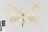  ( - KE-Lep-163)  @11 [ ] Copyright (2020) Gunnar Brehm Phyletisches Museum Jena