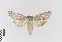  ( - KE-Lep-181)  @11 [ ] Copyright (2020) Gunnar Brehm Phyletisches Museum Jena