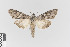  ( - KE-Lep-185)  @11 [ ] Copyright (2020) Gunnar Brehm Phyletisches Museum Jena