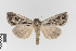  ( - KE-Lep-191)  @11 [ ] Copyright (2020) Gunnar Brehm Phyletisches Museum Jena