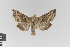  ( - KE-Lep-211)  @11 [ ] Copyright (2020) Gunnar Brehm Phyletisches Museum Jena
