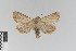  ( - KE-Lep-221)  @11 [ ] Copyright (2020) Gunnar Brehm Phyletisches Museum Jena