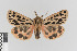  ( - KE-Lep-234)  @11 [ ] Copyright (2020) Gunnar Brehm Phyletisches Museum Jena