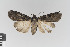  ( - KE-Lep-263)  @11 [ ] Copyright (2020) Gunnar Brehm Phyletisches Museum Jena