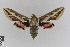  ( - KE-Lep-295)  @11 [ ] Copyright (2020) Gunnar Brehm Phyletisches Museum Jena