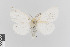  (Leucoma candida - KE-Lep-340)  @11 [ ] Copyright (2020) Gunnar Brehm Phyletisches Museum Jena