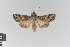  ( - KE-Lep-349)  @11 [ ] Copyright (2020) Gunnar Brehm Phyletisches Museum Jena