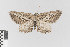  ( - KE-Lep-359)  @11 [ ] Copyright (2020) Gunnar Brehm Phyletisches Museum Jena