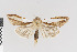 (Cucullia biradiata - KE-Lep-361)  @11 [ ] Copyright (2020) Gunnar Brehm Phyletisches Museum Jena