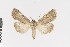 (Euxoa decorans - KE-Lep-391)  @14 [ ] Copyright (2020) Gunnar Brehm Phyletisches Museum Jena