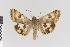  ( - KE-Lep-399)  @11 [ ] Copyright (2020) Gunnar Brehm Phyletisches Museum Jena