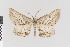  ( - KE-Lep-411)  @11 [ ] Copyright (2020) Gunnar Brehm Phyletisches Museum Jena