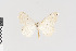  ( - KE-Lep-414)  @12 [ ] Copyright (2020) Gunnar Brehm Phyletisches Museum Jena