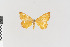  ( - KE-Lep-417)  @12 [ ] Copyright (2020) Gunnar Brehm Phyletisches Museum Jena