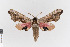  ( - KE-Lep-479)  @11 [ ] Copyright (2020) Gunnar Brehm Phyletisches Museum Jena
