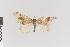  (Lampropteryx AH01Ch - KE-Lep-518)  @13 [ ] Copyright (2020) Gunnar Brehm Phyletisches Museum Jena