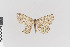  ( - KE-Lep-519)  @11 [ ] Copyright (2020) Gunnar Brehm Phyletisches Museum Jena