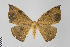  (Oxydia trychiata gr - Pe-Geo-3219)  @15 [ ] Copyright (2017) Gunnar Brehm Phyletisches Museum Jena