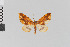  (Psaliodes nr. liebra - Pe-Geo-3257)  @11 [ ] copyright (2020) Gunnar Brehm Phyletisches Museum Jena