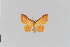  (Psaliodes magnipalpata - Pe-Geo-3266)  @11 [ ] copyright (2020) Gunnar Brehm Phyletisches Museum Jena