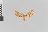  (Psaliodes nictitans - Pe-Geo-3268)  @11 [ ] copyright (2020) Gunnar Brehm Phyletisches Museum Jena