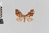  (Psaliodes picta - Pe-Geo-3278)  @15 [ ] copyright (2020) Gunnar Brehm Phyletisches Museum Jena