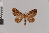  (Psaliodes prunicolor - Pe-Geo-3298)  @11 [ ] copyright (2020) Gunnar Brehm Phyletisches Museum Jena