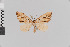  (Psaliodes fractilinea - Pe-Geo-3300)  @11 [ ] copyright (2020) Gunnar Brehm Phyletisches Museum Jena