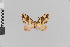  (Plemyriopsis nr. facetata - Pe-Geo-3303)  @11 [ ] copyright (2020) Gunnar Brehm Phyletisches Museum Jena