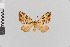  (Psaliodes nr semisecta - Pe-Geo-3353)  @11 [ ] copyright (2020) Gunnar Brehm Phyletisches Museum Jena