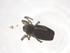  (Micrathena triangularis - CBG-A65796-H09)  @11 [ ] CreativeCommons - Attribution Share - Alike (2025) Centre for Biodiversity Genomics Centre for Biodiversity Genomics