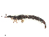  (Isostenosmylus - CBG-B21239-H08)  @11 [ ] CreativeCommons - Attribution Share - Alike (2025) CBG Photography Group Centre for Biodiversity Genomics
