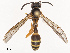  ( - CBG-B21614-D02)  @11 [ ] CreativeCommons - Attribution Share - Alike (2025) CBG Photography Group Centre for Biodiversity Genomics
