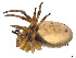  (Verrucosa macarena - CBG-A23297-H04)  @11 [ ] CreativeCommons - Attribution Share - Alike (2023) CBG Photography Group Centre for Biodiversity Genomics