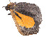  ( - CBG-A53637-G08)  @11 [ ] CreativeCommons - Attribution Share - Alike (2025) CBG Photography Group Centre for Biodiversity Genomics